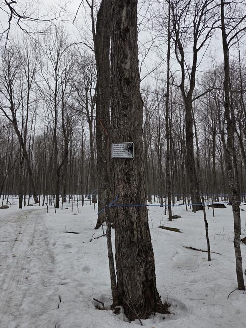 Maple Trees, Cabane &agrave; Sucre Constantin Gr&eacute;goire, Saint-Esprit, Canada, April 7, 2026