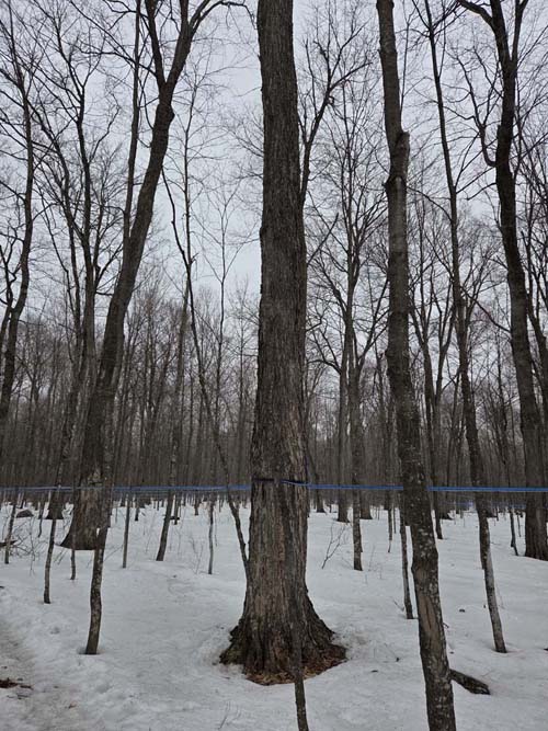 Maple Trees, Cabane &agrave; Sucre Constantin Gr&eacute;goire, Saint-Esprit, Canada, April 7, 2026