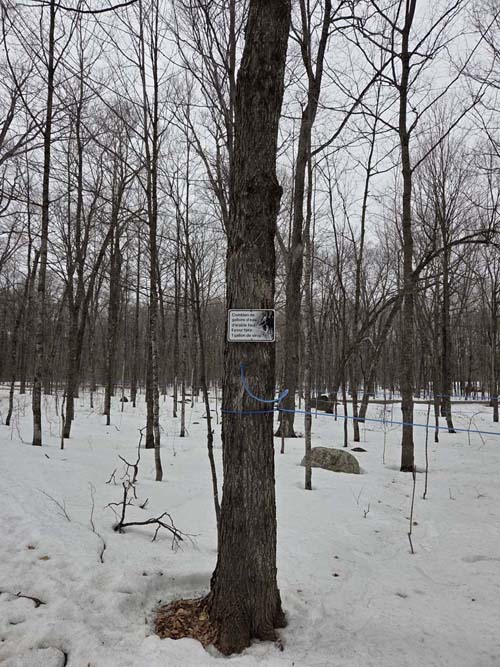 Maple Trees, Cabane &agrave; Sucre Constantin Gr&eacute;goire, Saint-Esprit, Canada, April 7, 2026