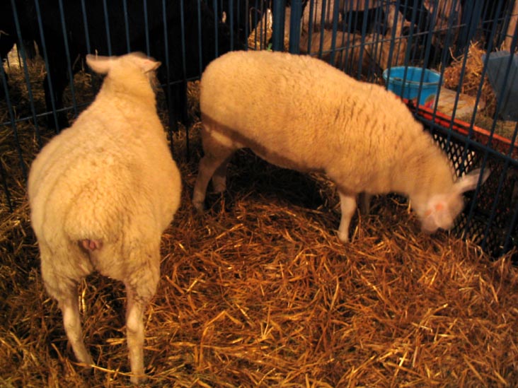 Sheep, Cobleskill Fair, Cobleskill Fairgrounds, Cobleskill, New York