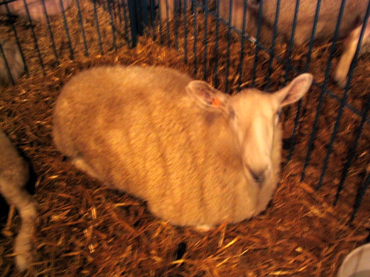 Sheep, Cobleskill Fair, Cobleskill Fairgrounds, Cobleskill, New York
