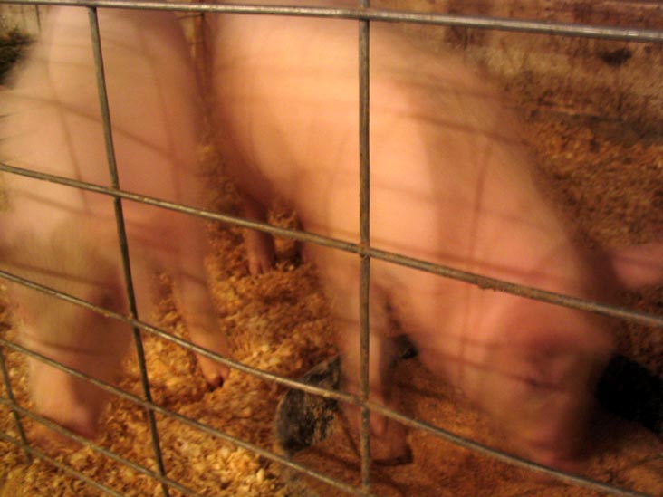 Pigs, Cobleskill Fair, Cobleskill Fairgrounds, Cobleskill, New York