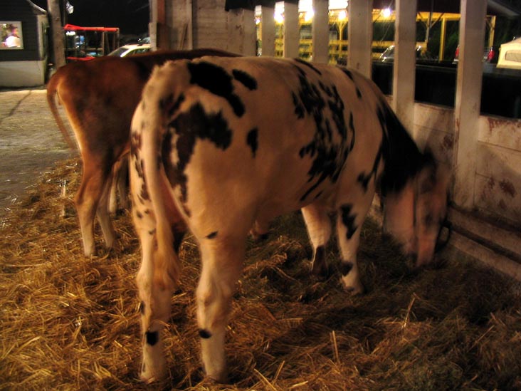Cows, Cobleskill Fair, Cobleskill Fairgrounds, Cobleskill, New York