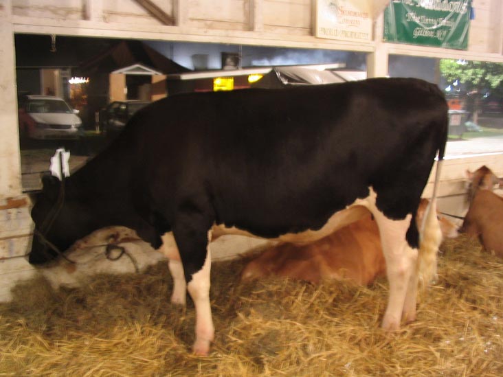 Cows, Cobleskill Fair, Cobleskill Fairgrounds, Cobleskill, New York