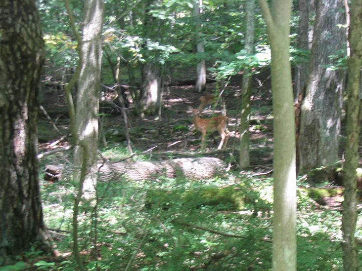 Deer, Glimmerglass State Park, New York