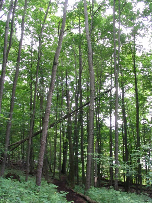 Woods, Goodyear Swamp Sanctuary, Otsego Lake, New York