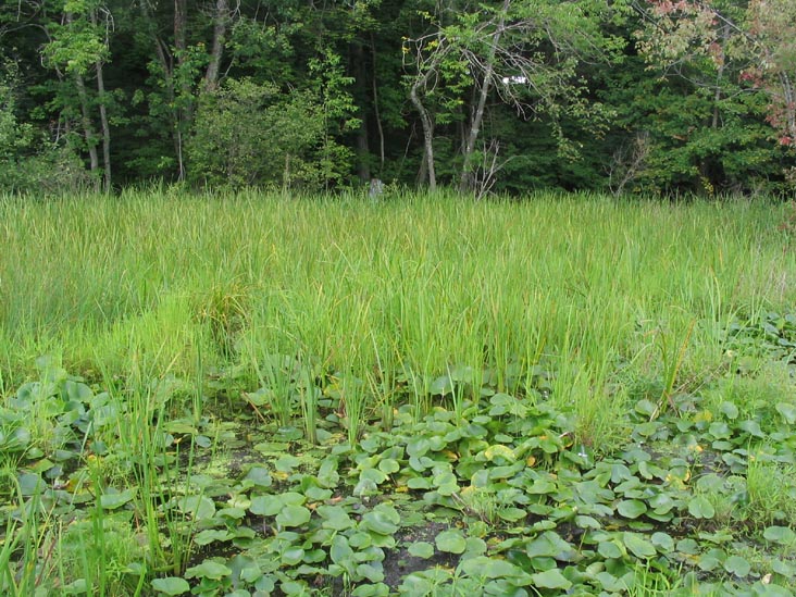 Goodyear Swamp Sanctuary, Otsego Lake, New York