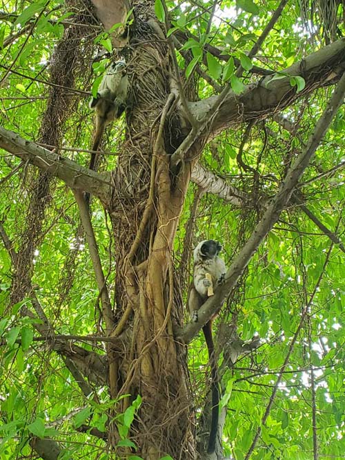 Cotton-Top Tamarin Monkey, Parque del Centenario, Cartagena, Colombia, July 8, 2022