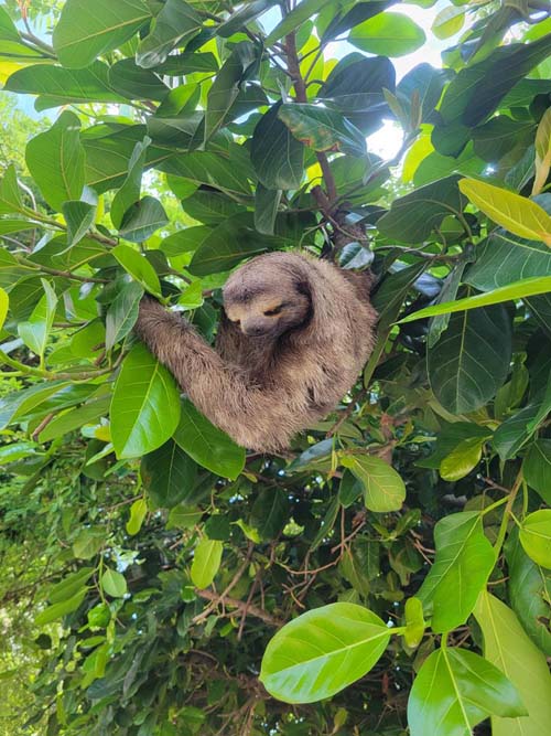 Sloth, Parque del Centenario, Cartagena, Colombia, July 8, 2022