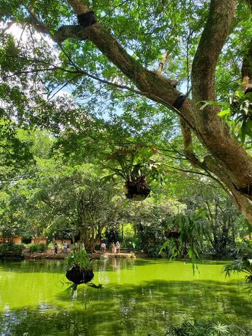 Laguna/Lagoon, Jardín Botánico, Medellín, Colombia, July 10, 2022