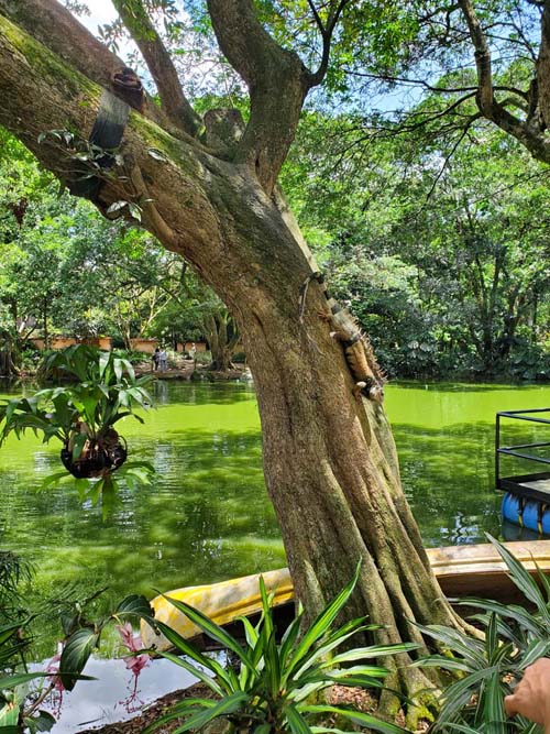 Laguna/Lagoon, Jardín Botánico, Medellín, Colombia, July 10, 2022
