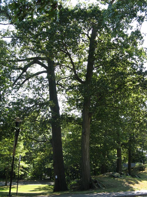 Bruce Museum, One Museum Drive, Greenwich, Connecticut