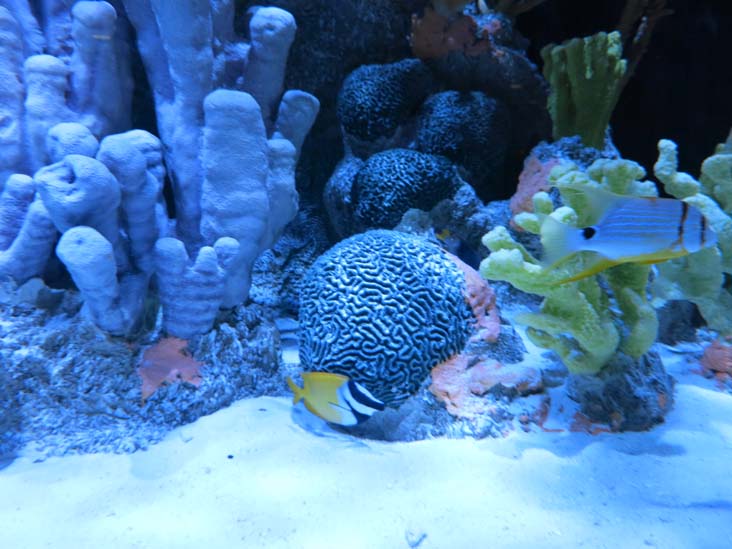 Maritime Aquarium, 10 North Water Street, Norwalk, Connecticut, January 14, 2017