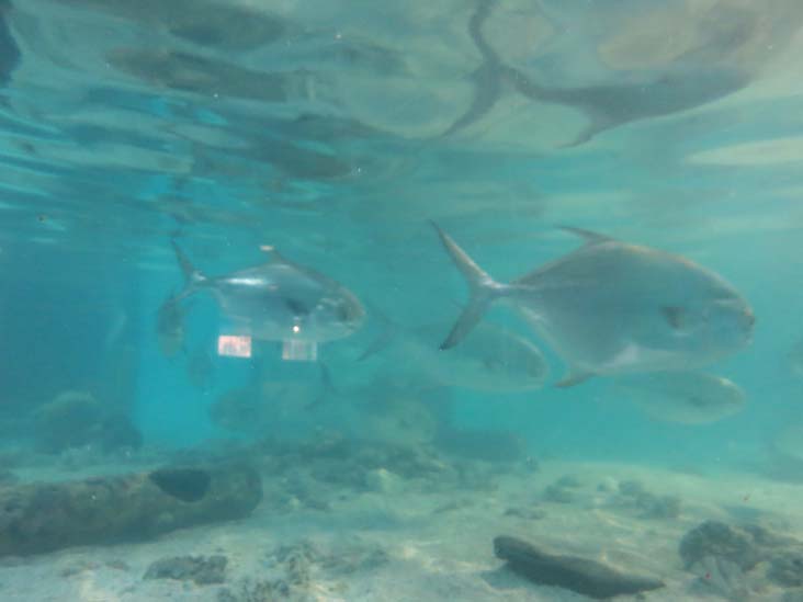 Maritime Aquarium, 10 North Water Street, Norwalk, Connecticut, January 14, 2017