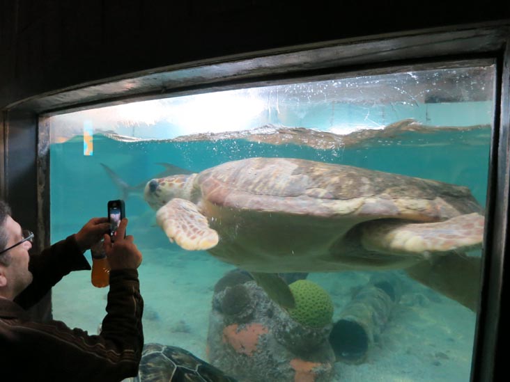 Sea Turtle, Maritime Aquarium, 10 North Water Street, Norwalk, Connecticut, January 14, 2017