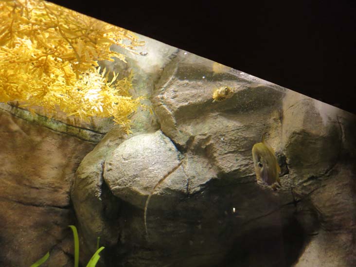 Maritime Aquarium, 10 North Water Street, Norwalk, Connecticut, January 14, 2017