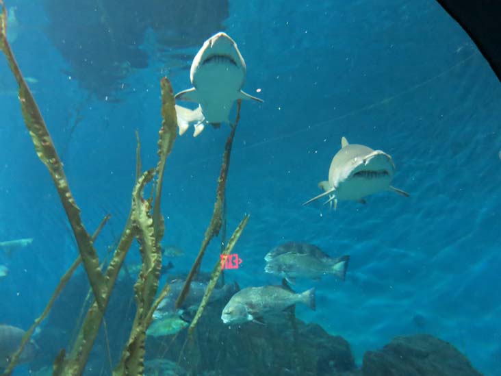 Sharks, Ocean Beyond the Sound Exhibit, Maritime Aquarium, 10 North Water Street, Norwalk, Connecticut, January 14, 2017