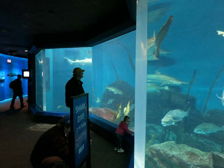 Ocean Beyond the Sound Exhibit, Maritime Aquarium, 10 North Water Street, Norwalk, Connecticut, January 14, 2017