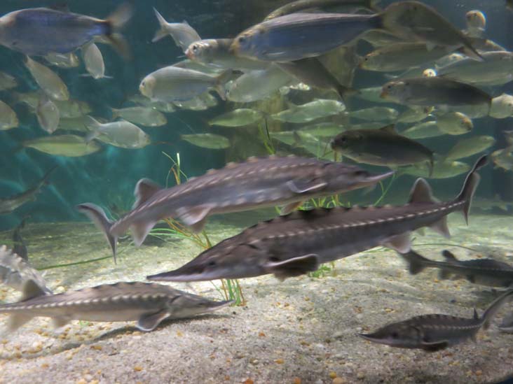 Maritime Aquarium, 10 North Water Street, Norwalk, Connecticut, January 14, 2017