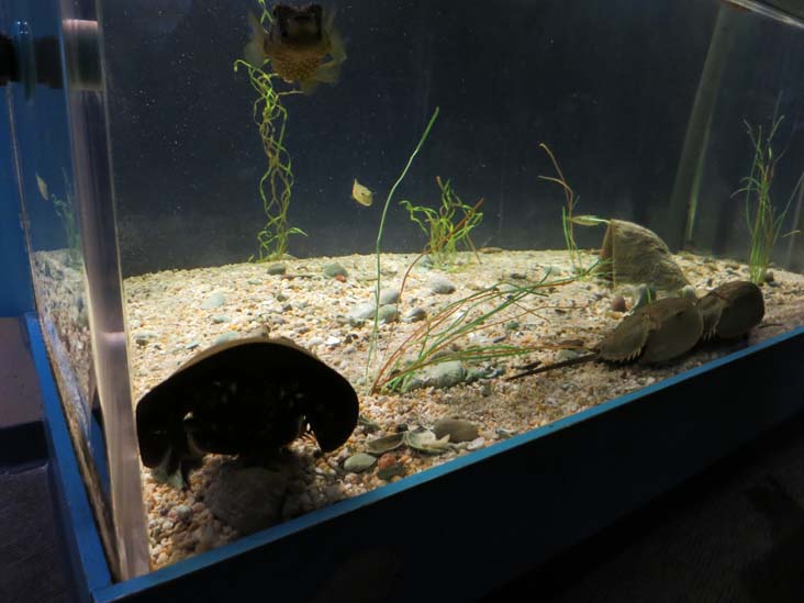 Horseshoe Crab, Maritime Aquarium, 10 North Water Street, Norwalk, Connecticut, January 14, 2017