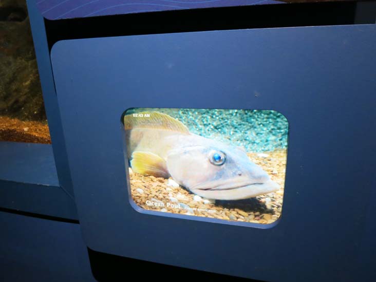 Maritime Aquarium, 10 North Water Street, Norwalk, Connecticut, January 14, 2017