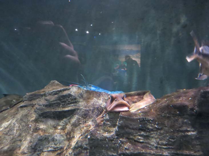 Maritime Aquarium, 10 North Water Street, Norwalk, Connecticut, January 14, 2017