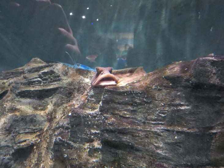 Maritime Aquarium, 10 North Water Street, Norwalk, Connecticut, January 14, 2017