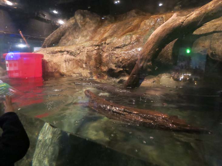 Maritime Aquarium, 10 North Water Street, Norwalk, Connecticut, January 14, 2017