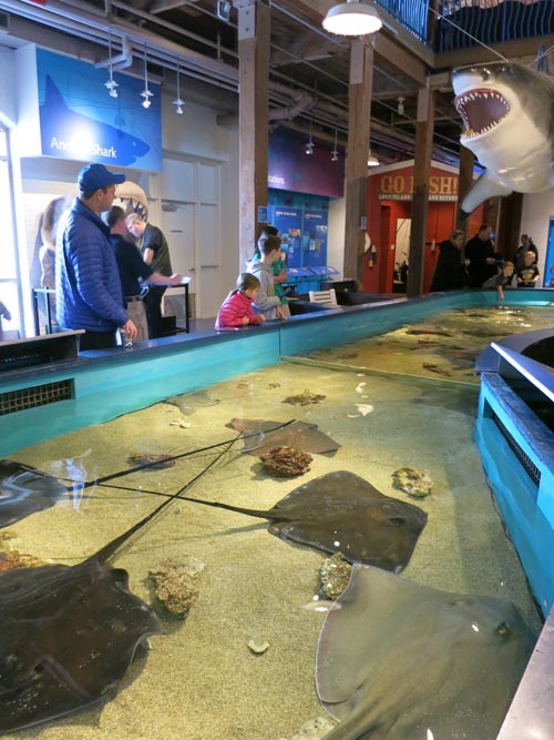 Shark and Ray Touch Pool, Maritime Aquarium, 10 North Water Street, Norwalk, Connecticut, January 14, 2017