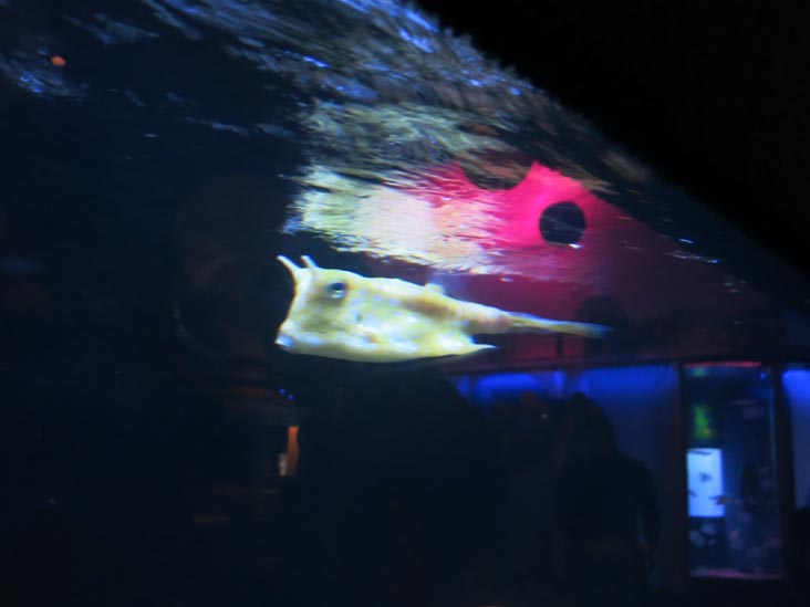 Mystic Aquarium, Mystic, Connecticut, February 18, 2016