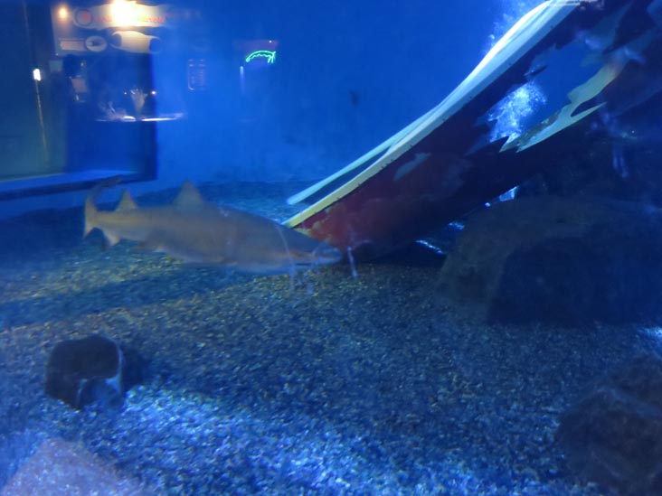 Mystic Aquarium, Mystic, Connecticut, February 18, 2016