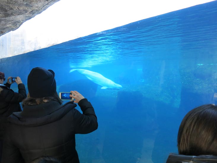 Beluga Whale, Mystic Aquarium, Mystic, Connecticut, February 18, 2016