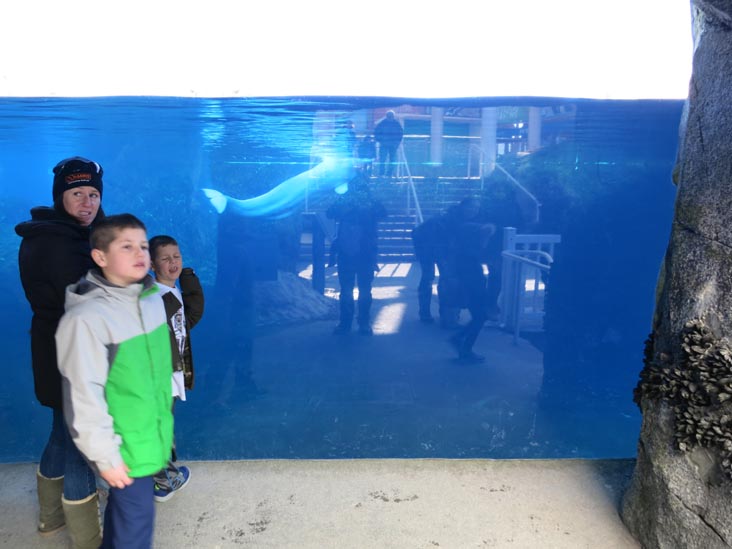 Beluga Whale, Mystic Aquarium, Mystic, Connecticut, February 18, 2016