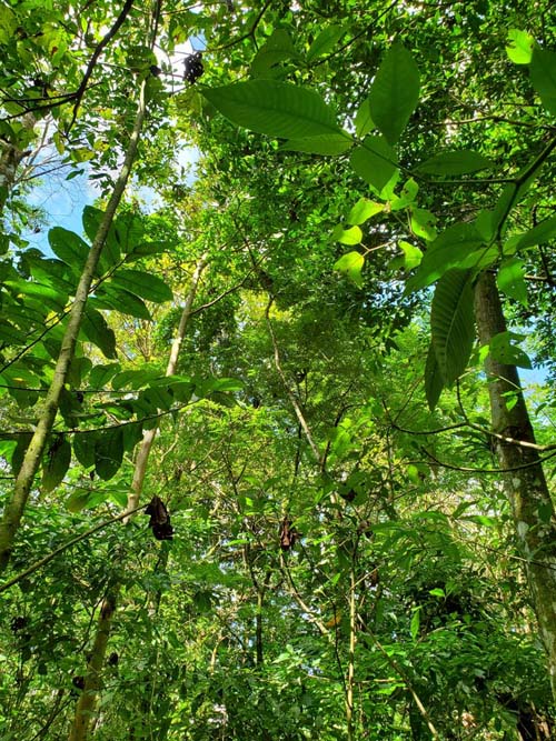 Spring Paradise Bijagua, Bijagua, Costa Rica, December 30, 2021
