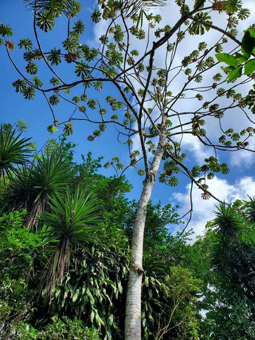 Spring Paradise Bijagua, Bijagua, Costa Rica, December 30, 2021