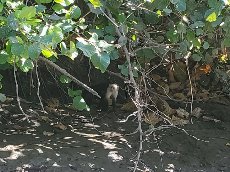 Capuchin Monkey, Tempisque River, Hacienda El Viejo National Wildlife Refuge, Guanacaste, Costa Rica, December 28, 2021