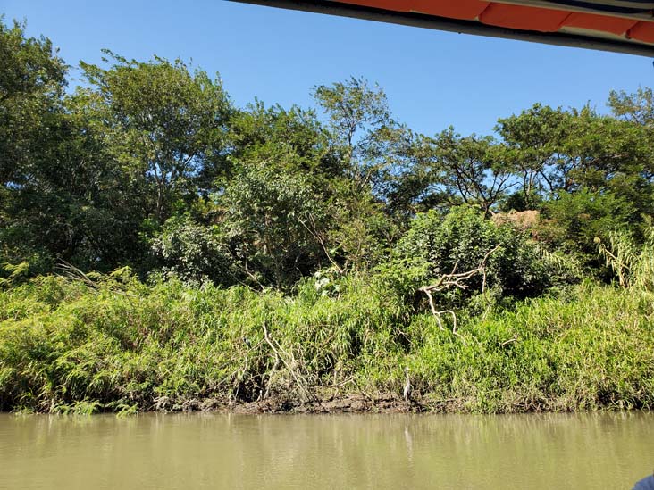 Tempisque River, Hacienda El Viejo National Wildlife Refuge, Guanacaste, Costa Rica, December 28, 2021