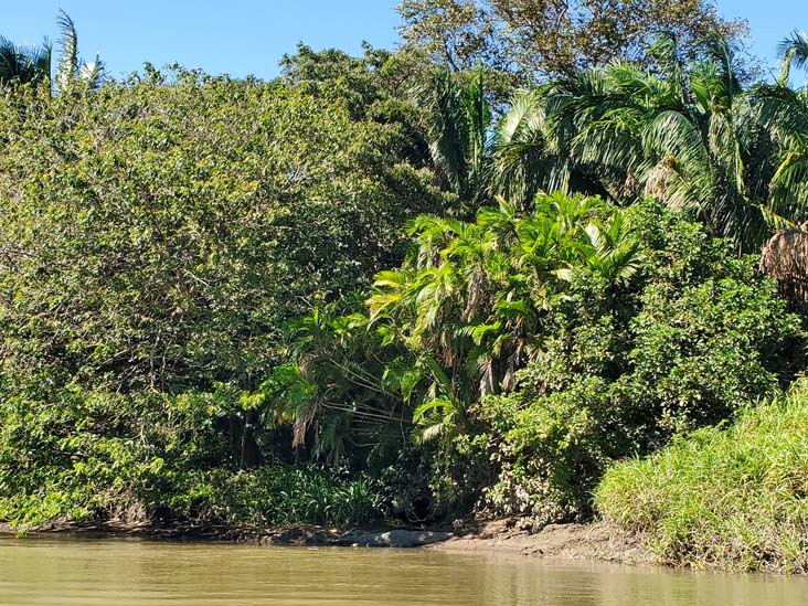 Crocodiles, Tempisque River, Hacienda El Viejo National Wildlife Refuge, Guanacaste, Costa Rica, December 28, 2021