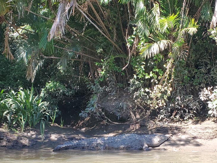 Crocodile, Tempisque River, Hacienda El Viejo National Wildlife Refuge, Guanacaste, Costa Rica, December 28, 2021