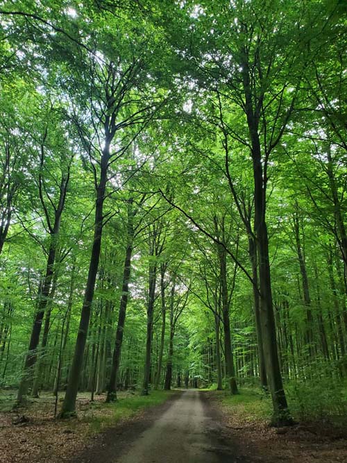 Jægersborg Hegn, Vedbæk, Denmark, July 24, 2025