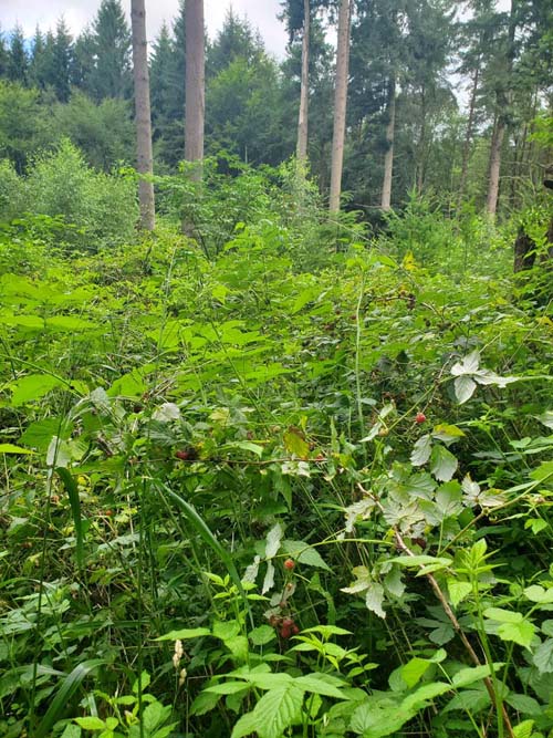 Jægersborg Hegn, Denmark, July 24, 2025