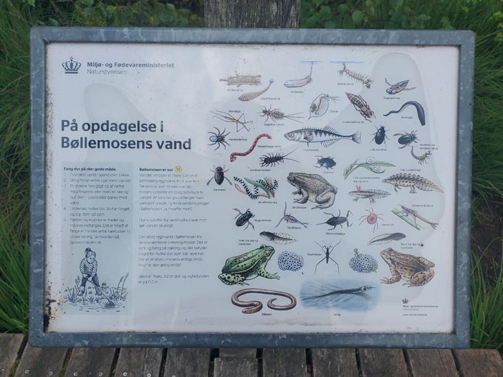 Bøllemosen, Jægersborg Hegn, Skodsborg, Denmark, July 24, 2025