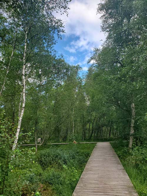 Bøllemosen, Jægersborg Hegn, Skodsborg, Denmark, July 24, 2025