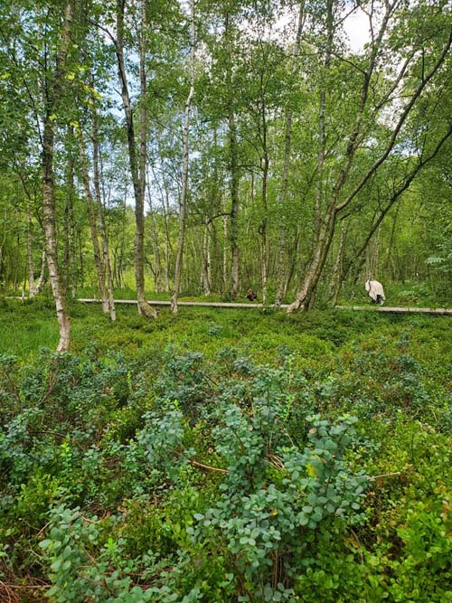 Bøllemosen, Jægersborg Hegn, Skodsborg, Denmark, July 24, 2025