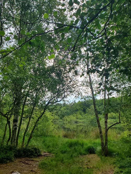 Jægersborg Hegn, Skodsborg, Denmark, July 24, 2025