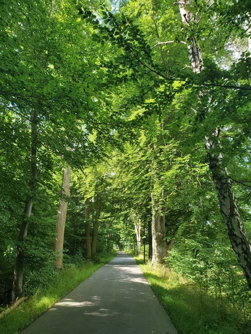 Grisestien Trail, Vedbæk, Denmark, July 24, 2025