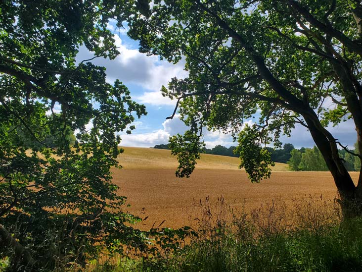 Grisestien Trail, Vedbæk, Denmark, July 24, 2025