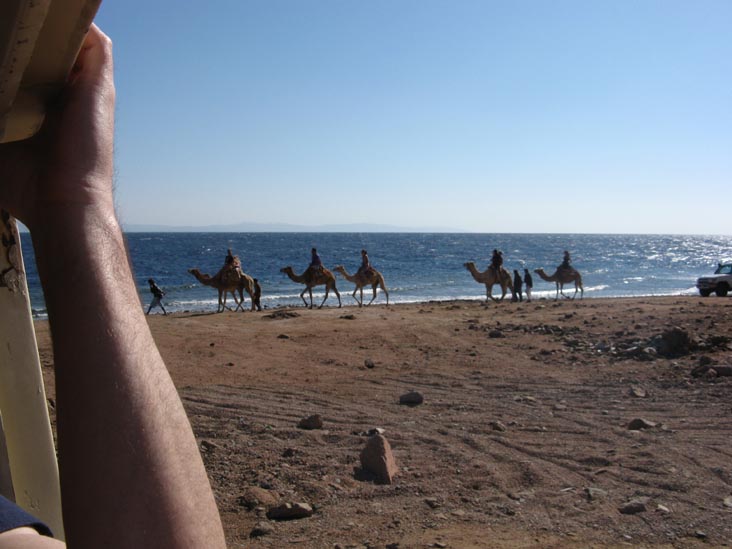 Camels Near Blue Hole, Red Sea, Dahab, Sinai, Egypt
