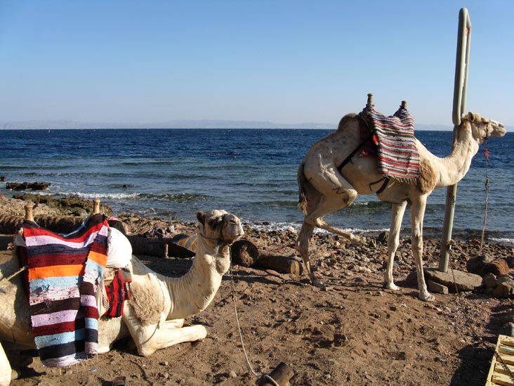 Camels, Blue Hole, Red Sea, Dahab, Sinai, Egypt