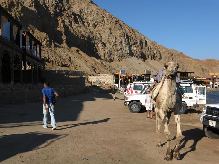 Camel, Blue Hole, Red Sea, Dahab, Sinai, Egypt